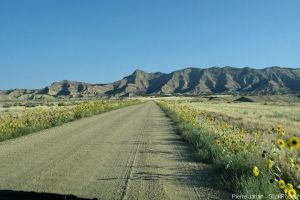 tournesols