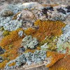 Lichen